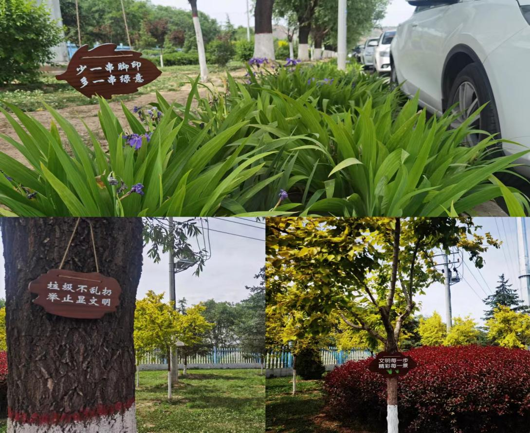 立足精細(xì)化管護(hù) 助推綠化水平提升(圖2) 立足精細(xì)化管護(hù) 助推綠化水平提升(圖2)